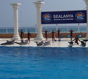 Sealanya