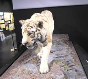 Zoologisches Museum