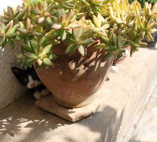 Monastery of Koufi Petra