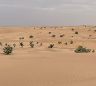 Wüstentour Dubai