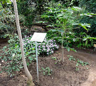 Mpressionen aus den Gewächshäusern