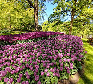 Keukenhof