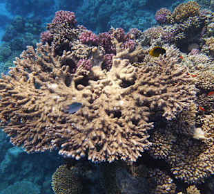 Hartkorallen