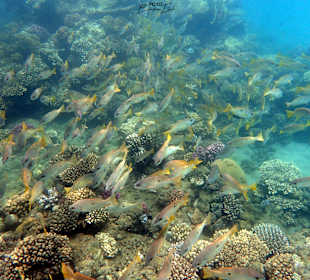 Riesiger Einfleck-Schnapper Schwarm