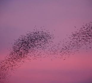 Fledermausschwarm