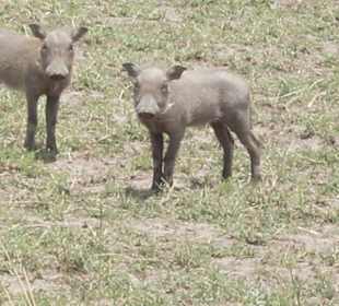 Kenia Express Babays