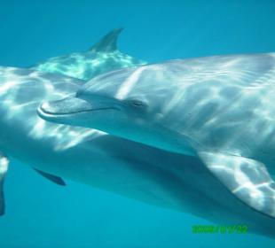Delfine hautnah