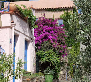 Frühling in der Altstadt von Collioure