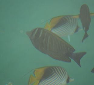 Vissen langs de kant van het water