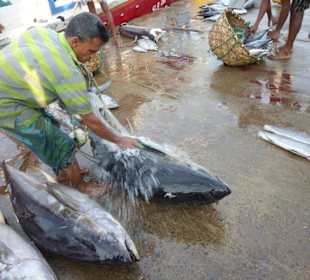 Fischereihafen Beruwela
