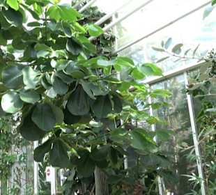 Gewächshäuser Botanischer Garten