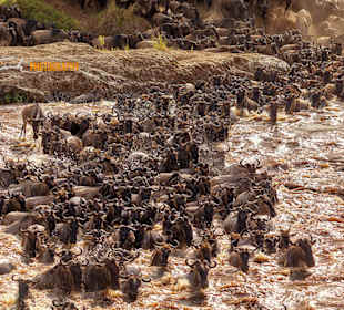 Malaika Camp, Big Migration