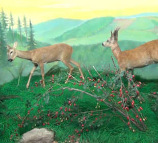 Jagdtier + Vogelkunde