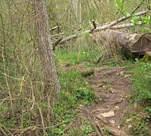 Eiszeitpfad - Burgfelsenpfad