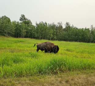 Elk Island Nationalpark
