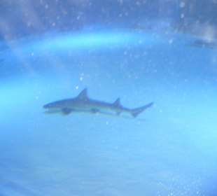 Röhren Aquarium Antalya 