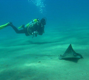 Adlerrochen mit Taucher