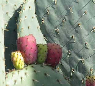 Opuntien - Feigenkakteen