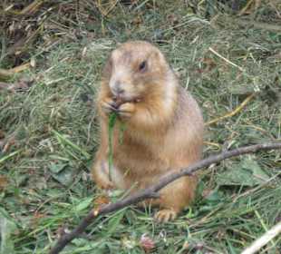 Murmeltier