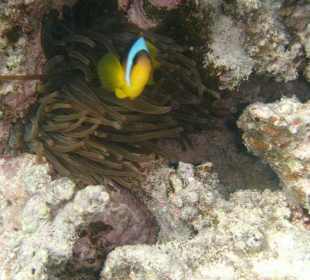 Nemo
