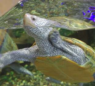 Schmetterlings- und Reptilienhaus Jonsdorf