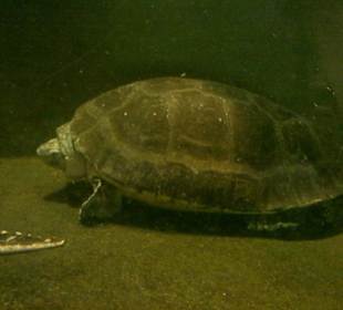 Zoo Brno