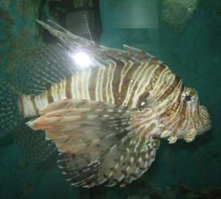 Giftiger Fisch