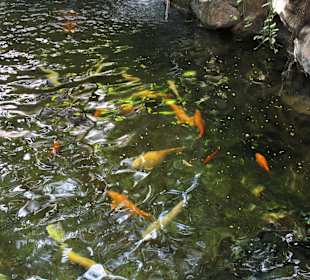 Katandra Treetops- Jungle