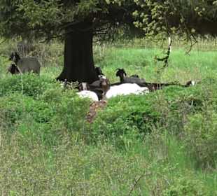Premiumwanderweg Hochgebürzelt