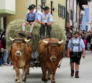 Ochsengespann beim Festzug