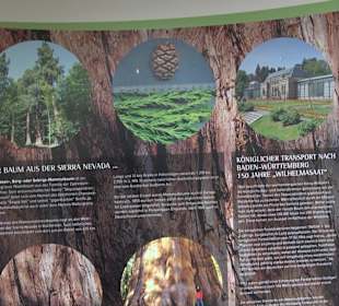 Wellingtonien - Platz mit Mammutbäumen