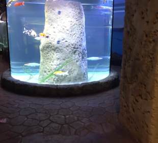 National Aquarium Malta