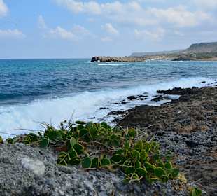 Ein paar Inspirationen von unserer Strandwanderung