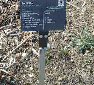 Hinweistafel zum eingepflanzten Kraut