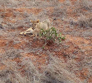 Geführte Touren Marco Polo Tours & Safaris Diani Beach 