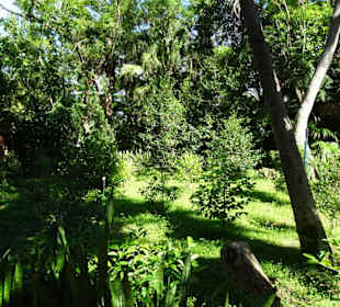 Kaffeesträucher im Botanischen Garten Mascarin