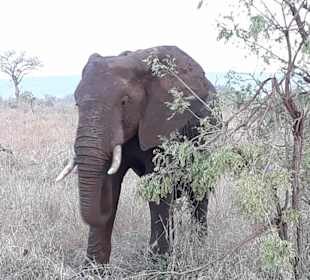 Och - schon wieder Touris ...