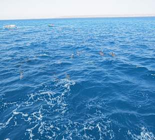 Traumhaft - Delfinausflug Mai 2014