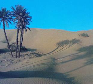 Zehn Minuten vom Hotel in der Wüste