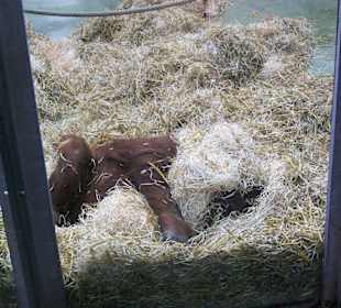 Wo ist der Kopf vom Affen? Schön eingemummelt