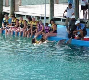 Delphinschwimmen