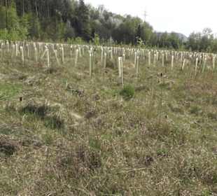 Wanderweg Firstwaldrunde