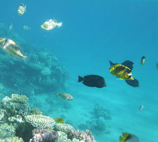 Beim Schnorcheln am Hotel Strand