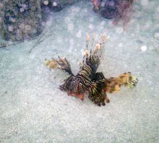 Feuerfische unter der mittleren Plattform vom Steg