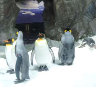 Besonders die Kinder hatten viel Spaß