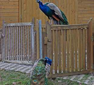 Streichelzoo Rülzheim