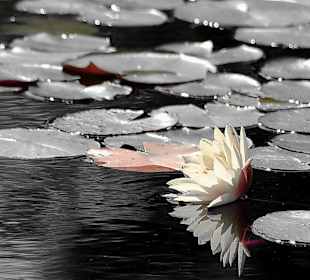 Bad Oeynhausen- Aqua Magica Park