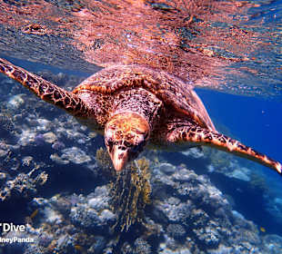 Schnorcheln Marsa Alam