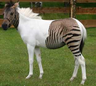 Das Zebrapferdchen Eclyse