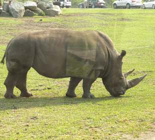 Nashorn